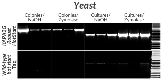 采用KAPA2G Robust HotStart（上方）或野生型Taq（下方）对三种常用的酿酒酵母菌株（BY4742、FY23和W303）中的GSH1基因的一段2.5 kb（左侧）和1.6 kb（右侧）片段进行扩增。