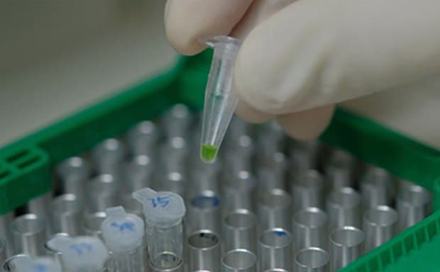 Loading PCR tubes into thermocycler A gloved hand holding a test tube with a green substance over a rack of other test tubes in a laboratory setting.