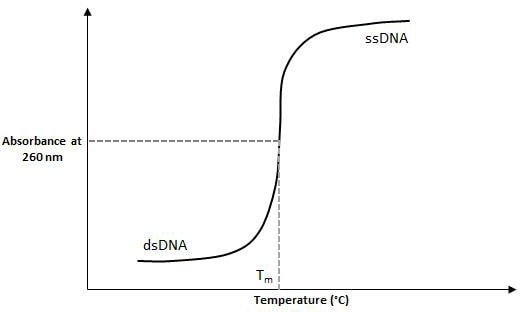 如图1所示，确定Tm的最常用实验方法是测量寡核苷酸及其互补链作为温度函数的吸光度变化。