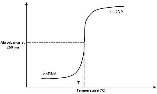 DNA Tm的实验测定