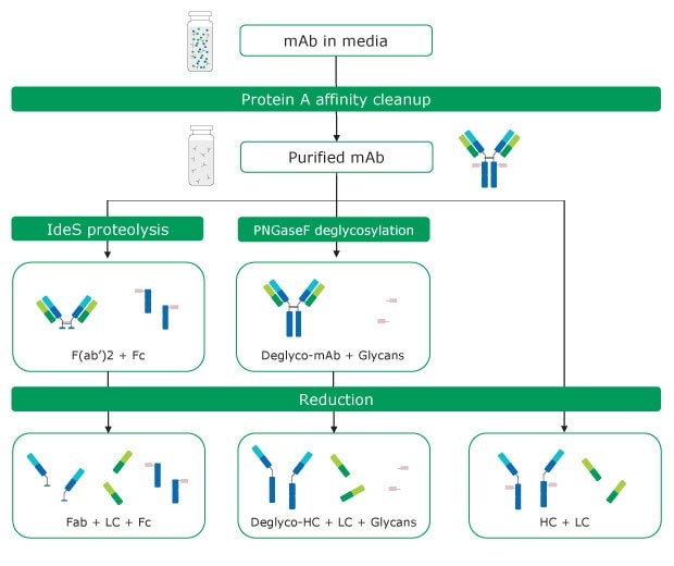 Antibody sample preparation by protein A affinity clean-up and chemical and proteolytic digestion