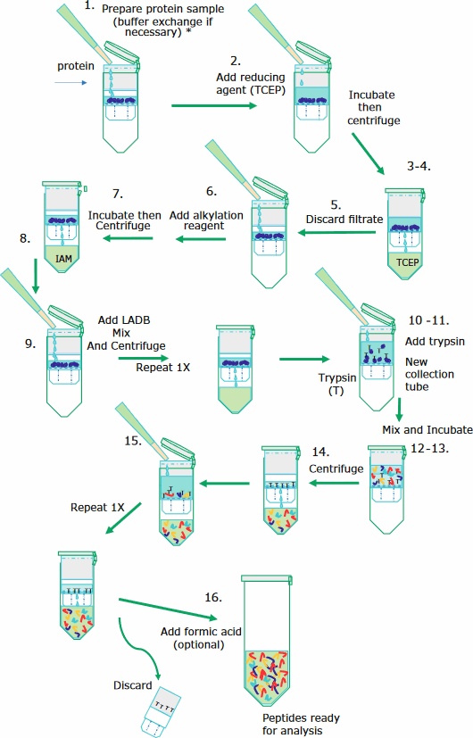 Step-by-step instructions for the denaturation, reduction, alkylation, and digestion of monoclonal antibodies.