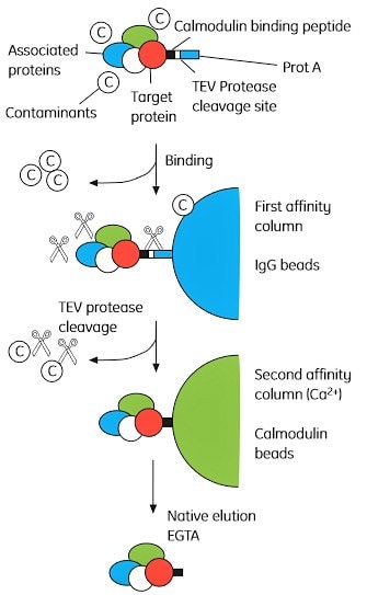 Overview of the tandem afﬁnity puriﬁcation