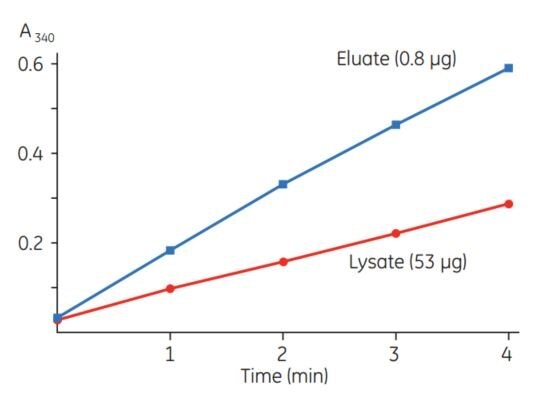 Typical results of a CDNB assay for GST-tagged proteins. 53 µg of total protein from an E. coli  TG1/pGEX-4T-Luc lysate and 0.8 µg of total protein eluted from Glutathione Sepharose medium were assayed according to instructions included with the GST Detection Module.