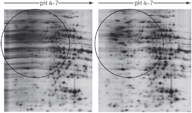 2-D Clean-Up Kit eliminates horizontal streaking caused by residual SDS. Sample: Rat liver extracted with 4% SDS, 40 mM Tris base. First dimension: Approximately 20 μg rat liver protein, 7-cm Immobiline DryStrip pH 4–7, Ettan IPGphor Isoelectric Focusing System 17.5 kVh. Second dimension: SDS-PAGE (12.5%), SE 260 (8 × 9 cm gel). Stain: Silver Staining Kit, Protein. 2-D Clean-Up Kit eliminates horizontal streaking caused by residual SDS