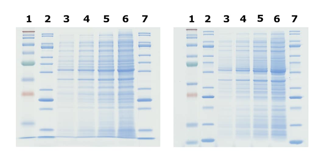 Hand-casting gels for PAGE and SDS-PAGE using TurboMix™ Bis-Tris Gel Casting Kits Tris-Glycine(左侧)和Bis-Tris(右侧)凝胶的对比