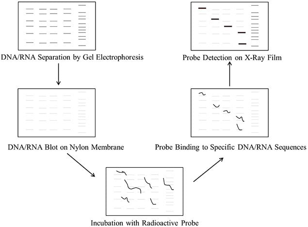 Steps involved in DNA/RNA blotting procedure