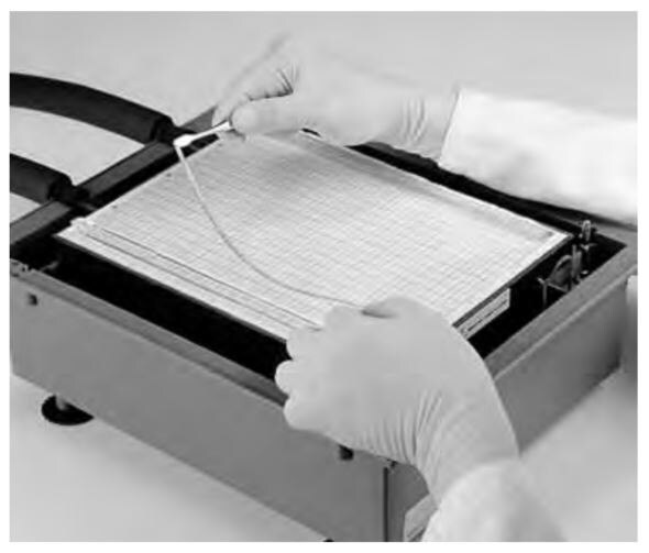 Positioning equilibrated Immobiline® DryStrip gels on Multiphor™ II unit such that the anodic (acidic) side of the strip is toward the front edge of the gel.