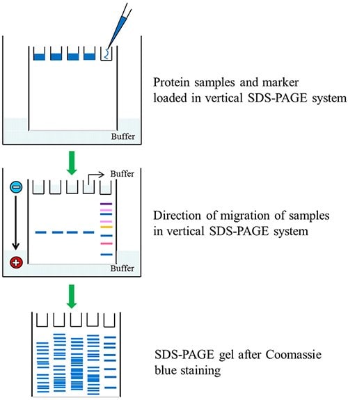 SDS-PAGE of protein samples and color burst protein marker