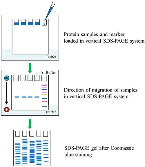 蛋白质样品和色同步蛋白标记物的SDS-PAGE