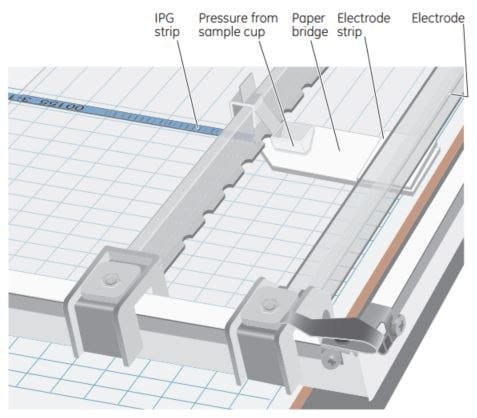 Setup for sample application via a paper bridge