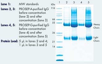 SD-PAGE gel of purified rabbit IgG before and after concentration with Amicon Ultra-15 devices SD-PAGE gel of purified rabbit IgG before and after concentration with Amicon Ultra-15 devices.