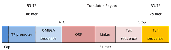 c-termina-tag-dna-template C端标记DNA模板