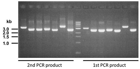 checking-pcr-n-termnal-tag N端标签PCR产物核对