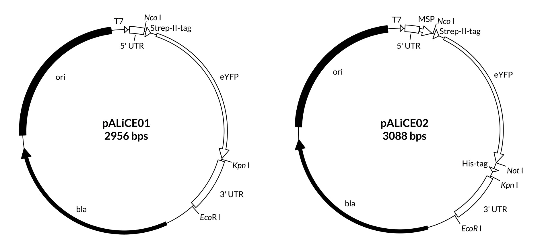 map pALiCE01 paALiCE02 vectors sequence reference points