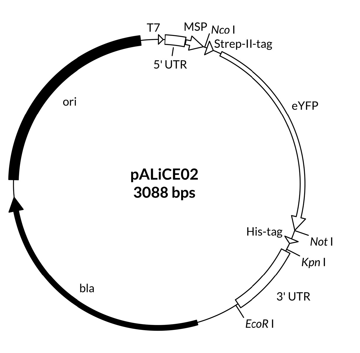 pALiCE02-Sequence