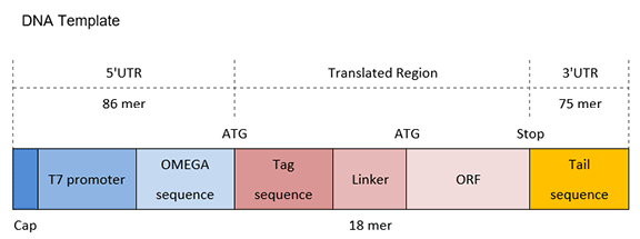 structure-of-n-terminal-tag N端标签的结构