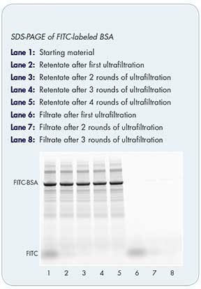 SDS-PAGE gel of FITC-labeled BSA