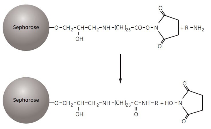 Coupling a ligand to NHS-activated Sepharose