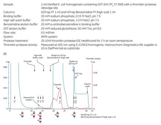 Puriﬁcation of GST-SH2 GST-tagged protein