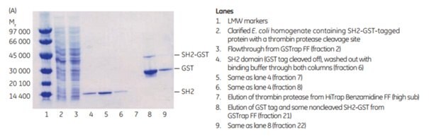 Puriﬁcation of GST-SH2 GST-tagged protein
