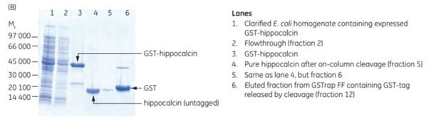 SDS-PAGE analysis of various sample processing steps.