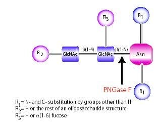 缩氨酸-N-糖苷酶F