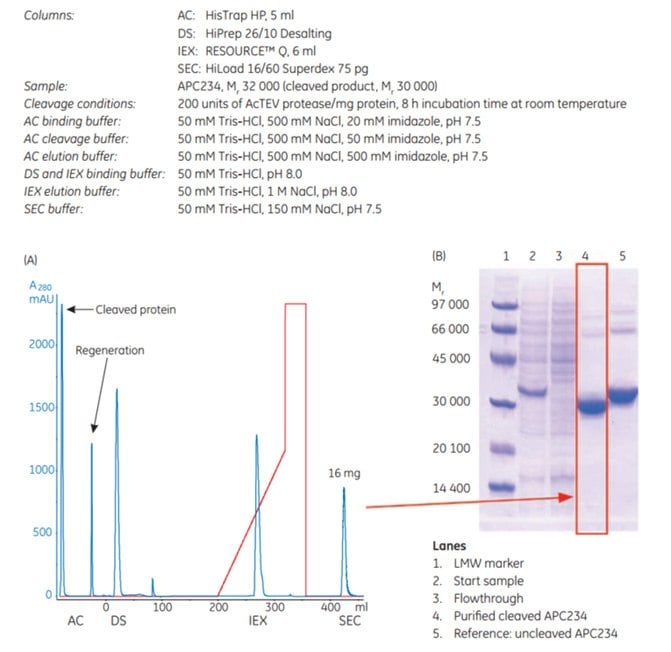 Four-step protocol for purification Four-step protocol for purification