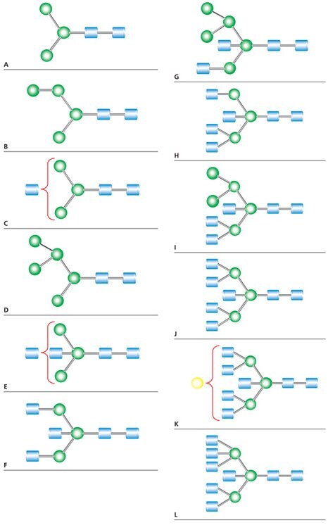 N-Linked glycan structures