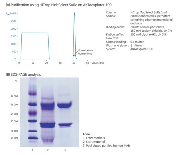 hitrap-mabselect-sure-aktaexplorer-100 Capture of a human monoclonal antibody