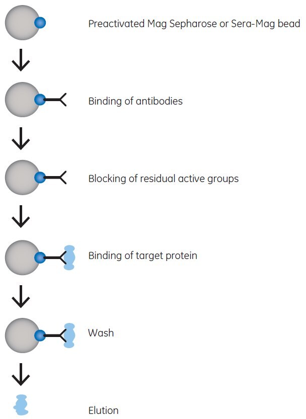 Principle for coupling of biomolecules