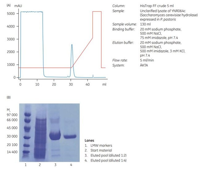 (A) c from Saccharomyces cerevisiae expressed in P. pastoris on HisTrap™ FF crude 5 mL. (B) SDS-PAGE under nonreducing conditions (ExcelGel SDS Gradient 8–18) shows the high purity obtained of the low-level expression protein. purification of a histidine-tagged hydrolase
