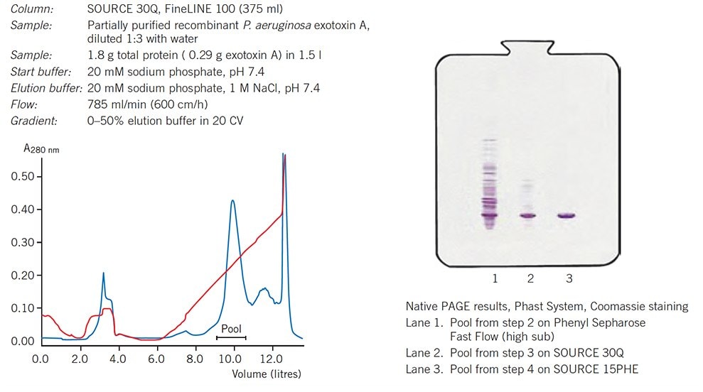 Intermediate purification of recombinant P. aeruginosa exotoxin A on SOURCE™ 30Q.