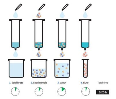 Purifying histidine-tagged proteins with His GraviTrap