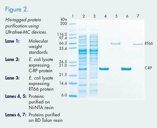 the SDS-PAGE analysis of His-tagged protein purified using an Ultrafree®-MC devices