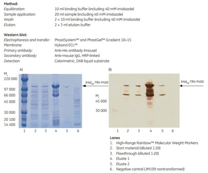 SDS-PAGE and Western blot