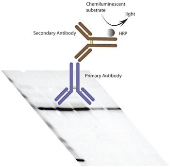 Schematic figure of the WB procedure used within the Human Protein Atlas project.