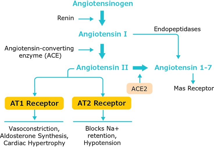 ACE signaling pathway and ACE-mediated physiological responses ACE signaling pathway and ACE-mediated physiological responses