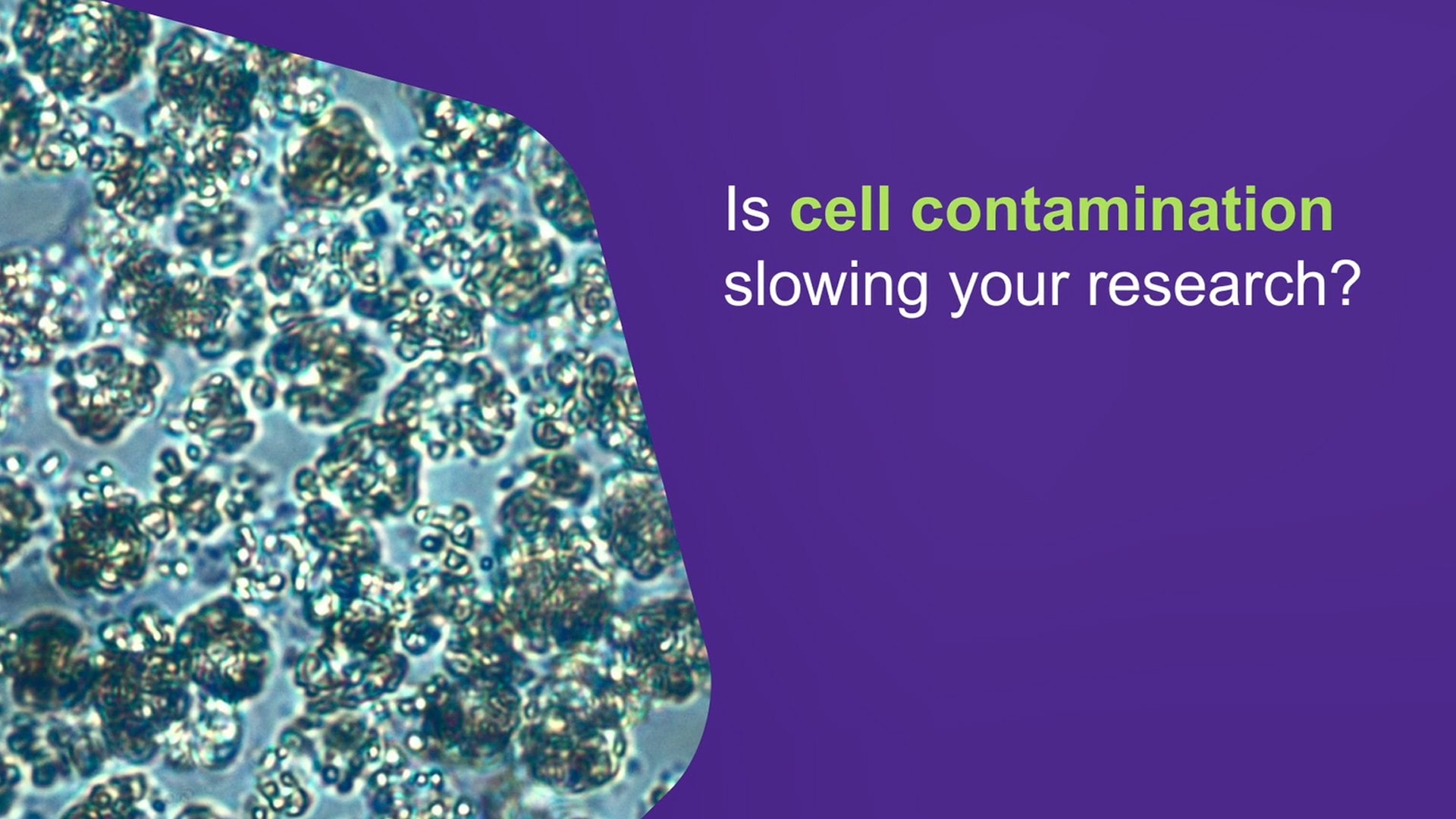 Preventing Cell Culture Contamination