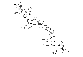 (6S,9S,12S,15S,18S,24S,27S,30S,33S)-1,6-Diamino-33-((S)-2-(((S)-1-(((S)-6-amino-1-(((1S,2S)-1-carboxy-2-methylbutyl)amino)-1-oxohexan-2-yl)amino)-4-methyl-1-oxopentan-2-yl)carbamoyl)pyrrolidine-1-carbonyl)-12-(4-aminobutyl)-15-(3-guanidinopropyl)-30-(4-hydroxybenzyl)-9-((R)-1-hydroxyethyl)-18,24-bis(hydroxymethyl)-1-imino-27-isopropyl-7,10,13,16,19,22,25,28,31-nonaoxo-2,8,11,14,17,20,23,26,29,32-decaazahexatriacontan-36-oic acid