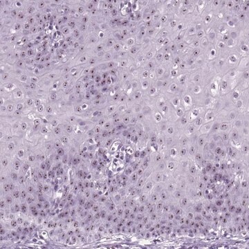 Anti-ZNF865 antibody produced in rabbit Prestige Antibodies&#174; Powered by Atlas Antibodies, affinity isolated antibody