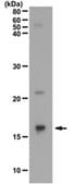 Anti-Histone H3.1/H3.2 Antibody from rabbit, purified by affinity chromatography