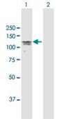Anti-MAP7 antibody produced in rabbit purified immunoglobulin, buffered aqueous solution