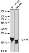 Anti-CRYAA antibody produced in rabbit