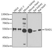 Anti-TEAD1 antibody produced in rabbit