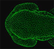 Anti-tp63 antibody produced in rabbit affinity isolated antibody, buffered aqueous solution