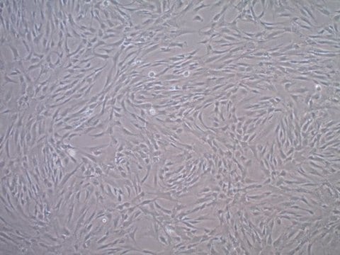 Fetal Bovine Serum US Origin, Mesenchymal Stem Cell Qualified FBS, sterile-filtered, suitable for stem cell culture