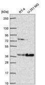 Anti-IL13RA2 antibody produced in rabbit Prestige Antibodies® Powered by Atlas Antibodies, affinity isolated antibody