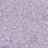 Anti-PHGR1 antibody produced in rabbit Prestige Antibodies&#174; Powered by Atlas Antibodies, affinity isolated antibody, buffered aqueous glycerol solution