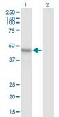 Monoclonal Anti-ARMCX1 antibody produced in mouse clone 6E10, purified immunoglobulin, buffered aqueous solution